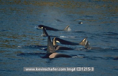 WHALE, ORCA: (Orcinus orca) 
Washington, northern Puget Sound, San Juan Islands, Orca whale, 'K-pod.'  Orca whales are also known as 'killer' whales.