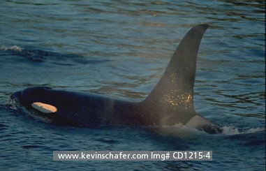 WHALE, ORCA (Killer): (Orcinus orca) Canada, British Columbia, Georgia Strait, Portrait of an orca whale.  Orca whales are also known as 'killer' whales.