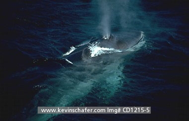 WHALE, FIN: (Balaenoptera physalus)
Mexico, Sea of Cortez, Fin whale at the surface, endangered.  
