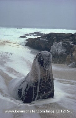 SEAL, NORTHERN ELEPHANT: (Mirounga angustirostris)  USA, California, SE Farallon Islands, Northern elephant seal returning from the sea.