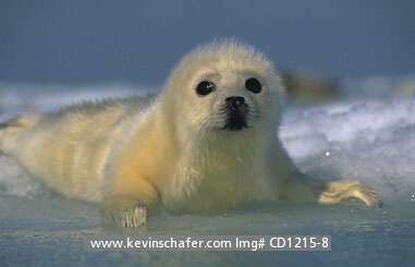 SEAL, HARP PUP: (Phoca groenlandica) Eastern Canada, Quebec, Magdalen Island, Portrait of a harp seal pup on the ice.