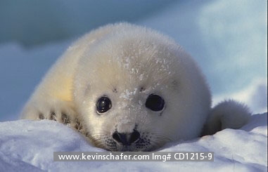 SEAL, HARP: (Phoca groenlandica) Eastern Canada, Quebec, Magdalen Island, Portrait of a newborn harp seal pup on the ice.