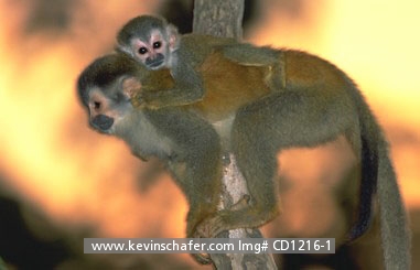 MONKEY, CENTRAL AMERICAN SQUIRREL: (Saimiri oerstedii) 
Costa Rica, Manuel Antonio National Park, Endangered Central American squirrel monkey, also known as Red-Backed.
