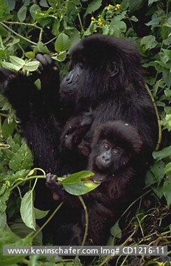 GORILLA, MOUNTAIN: (Gorilla gorilla beringei) Rwanda, Virunga Mountains, Mother and baby, Sabyinyo Group.