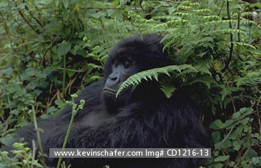 GORILLA, MOUNTAIN: (Gorilla gorilla beringei) Rwanda, Virunga Mountains, Portrait of female gorilla.
