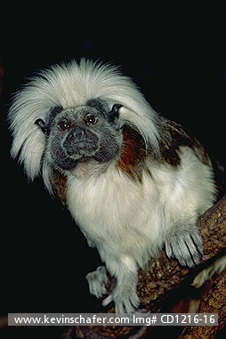 TAMARIN, COTTON-TOP: (Saguinus oedipus) Northern Colombia, Portrait of the endangered cotton-top tamarin. CAPTIVE ANIMAL