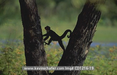 MONKEY, WHITE-FRONTED CAPUCHIN: (Cebus capucinus)
Costa Rica, Santa Rosa National Park, White-fronted capuchin monkey climbing tree.