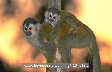 MONKEY, CENTRAL AMERICAN SQUIRREL: (Saimiri oerstedii) 
Costa Rica, Manuel Antonio National Park, Endangered Central American squirrel monkey with young, also known as Red-Backed.