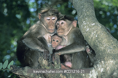 MACAQUE, BONNET: (Macaca radiata)  India, Nagarahole National Park, Family group of bonnet macaques.