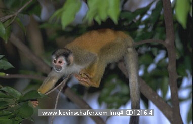 MONKEY, CENTRAL AMERICAN SQUIRREL: (Saimiri oerstedii)
Costa Rica, Manuel Antonio National Park, Endangered Central American squirrel monkey in tree, also known as Red-Backed.