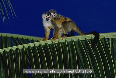 MONKEY, CENTRAL AMERICAN SQUIRREL: (Saimiri oerstedii) 
Costa Rica, Manuel Antonio National Park, Endangered Central American squirrel monkey with baby on palm leaf, also known as Red-Backed.
