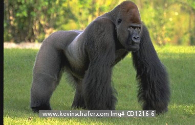 GORILLA, LOWLAND: (Gorilla gorilla)  
Captive Silverback, Miami Zoo, Florida.