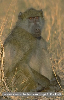 BABOON, CHACMA: (Papio cynocephalus) Botswana, Chobe National Park, Portrait of a chacma baboon.