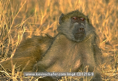 BABOON, CHACMA: (Papio cynocephalus) Botswana, Chobe National Park, Portrait of a chacma baboon.