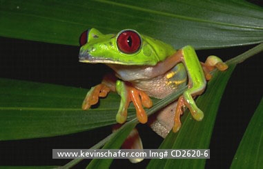 FROG, RED-EYED TREE: (Agalychnis callidryas) Red-eyed tree frog on leaf.
