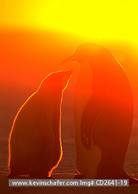 PENGUIN, EMPEROR: (Aptenodytes forsteri) midnight sun, penguin and chick, Weddell Sea, Antarctica.