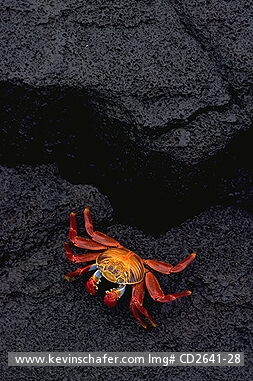 CRAB, SALLY LIGHTFOOT: Sally Lightfoot (Grapsus grapsus) on basalt lava flow
Galapagos Islands, Ecuador