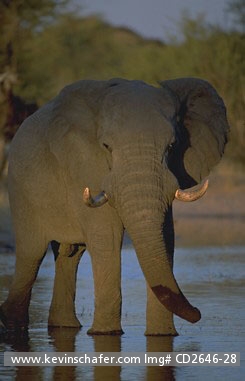ELEPHANTS, AFRICAN: (Loxodonta africana)  Botswana, Portrait of an African elephant.