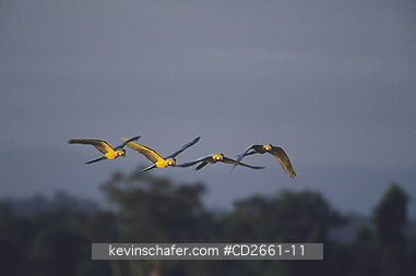 MACAW, BLUE AND YELLOW: (Ara aurarana) 
SE Peru, Tambopata River, Four blue and yellow macaws flying.