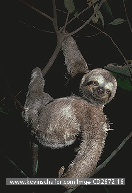 MAMMALS  SLOTH, THREE-TOED: (Bradypus variegatus)  Amazon River, Brazil