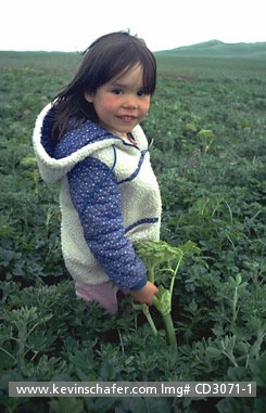 USA, ALASKA, PEOPLE: Portrait of young Aleut girl standing in field, St. Paul Island, Pribilofs, Bering Sea, Alaska.