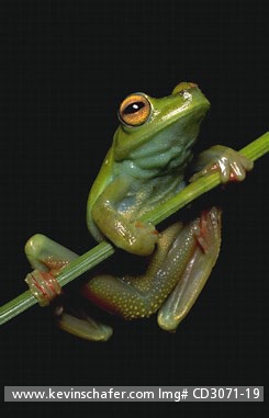 FROG, RED-WEBBED TREE: (Hyla rufitela) Panama, Kuna Yala, Nusigandi Reserve,  Red-webbed tree frog on plant stalk.