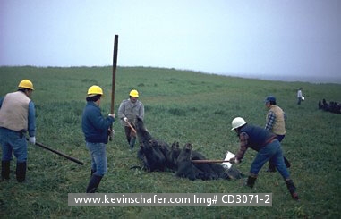 USA, ALASKA, BERING SEA: St. Paul Island, Pribilof Island, Bering Sea, Alaska, The hunt of Northern Fur Seals, legal hunting ended in 1983.  Photo : 1982