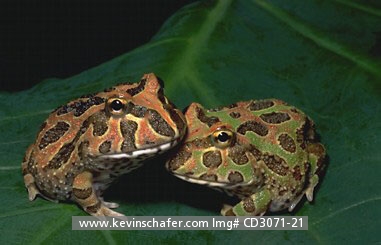 FROG, ORNATE HORNED: (Ceratophrys ornata) Pair of Ornate Horned Frogs, Amazonia, Brazil