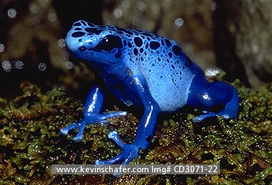 FROG, POISON DART-: (Dendrobates azureus)  Surinam, Portrait of a poison dart frog.