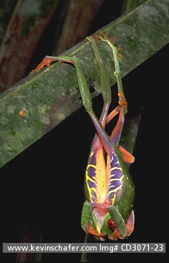 FROGS, RED-EYED TREE: (Agalychnis callidryas)  Two red-eyed tree frog males fighting over females.  Costa Rica