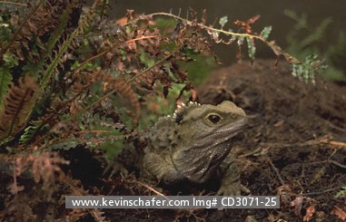 TUATARA: (Sphenodon punctatus)  New Zealand, Stephens Island, Primitive endemic reptile which is the only member of the order rhynchocephalia. It is very similar to species known from 200 million years ago.