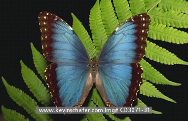 INSECT, MORPHO BUTTERFLY: Morpho Butterfly (Morpho peleides) resting on fern leaf,  Costa Rica  CAPTIVE