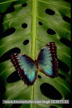 INSECTS  BUTTERFLY, MORPHO: (Morpho peleides) 
Costa Rica, Morpho butterfly on Monstera leaf.  CAPTIVE