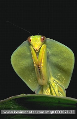INSECTS--MANTIS, PREYING: (Choerododis strumaria) Costa Rica, Tortuguero National Park, Portrait of   leaf-mimic preying mantis.