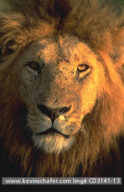 LION, AFRICAN: (Panthera leo) Kenya, Masai Mara Reserve, Portrait of a male lion at dawn.