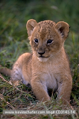 LION, AFRICAN: (Panthera leo) Tanzania, Serengeti National Park, Portrait of a young African lion.