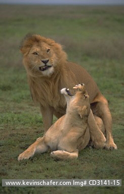 LION, AFRICAN: (Panthera leo)  Tanzania, Serengeti National Park, Mating pair of African lions.