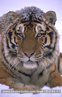 TIGER, SIBERIAN: (Panthera tigris altaica) Portrait of an endangered Siberian tiger.