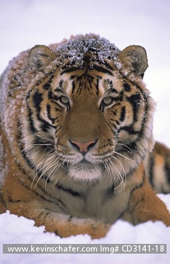 TIGER, SIBERIAN: (Panthera tigris altaica) Portrait of an endangered Siberian tiger.