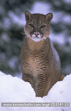 COUGAR/ MOUNTAIN LION: (Felis concolor) USA, Northern Montana, Portrait of a mountain lion in the snow. CAPTIVE ANIMAL