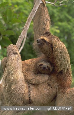 SLOTH, THREE-TOED: (Bradypus variegatus)
Costa Rica, Corcovado National Park, Three-toed sloth with young.