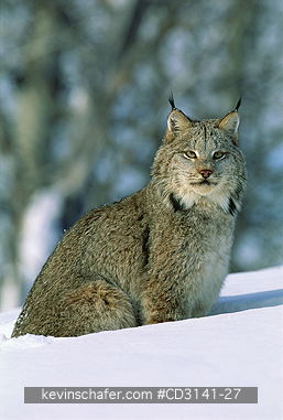 LYNX, CANADA: (Felis lynx)  USA, Northern Montana, Portrait of a Canadian lynx in the snow.  CAPTIVE ANIMAL