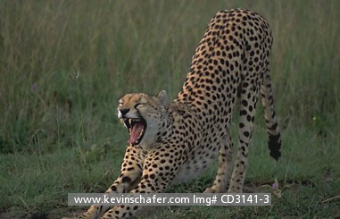 CHEETAH: (Acinonyx jubatus)  Tanzania, Serengeti National Park, An endangered cheetah streching after a nap.