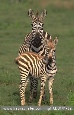 ZEBRA, PLAINS (BURCHELL): (Equus burchelli)   Tanzania, Serengeti National Park, Mother and calf.