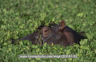 HIPPOPOTAMUS: (H. amphibius)  Kenya, Masai Mara Reserve, Hippopotamus in weed choked pool.