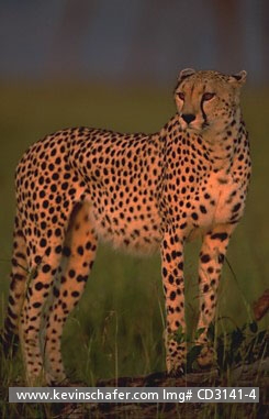CHEETAH: (Acinonyx jubatus)  Kenya, Masai Mara, Portrait of a cheetah.