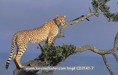 CHEETAH: (Acinonyx jubatus)    Kenya, Masai Mara, Cheetah climbing tree to look for prey.