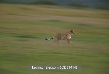 CHEETAH: (Acinonyx jubatus)  Kenya, Masai Mara Reserve,  Adult cheetah on the hunt.