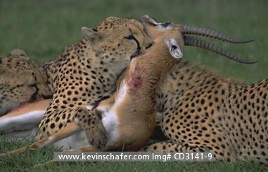 CHEETAH: (Acinonyx jubatus)   Kenya, Masai Mara, Female cheetah with two cubs feeding on Thompson\'s gazelle.
