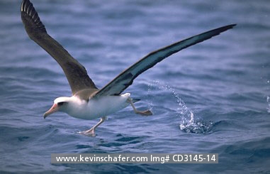 ALBATROSS, LAYSAN: (Diomedea immutabilis) USA, NW Hawaiian Islands, Midway Atoll,  Laysan albatross taking flight.